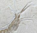 Fossil Shrimp (Aeger) - Solnhofen Limestone #31383-2